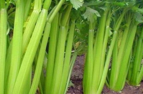 芹菜開裂產(chǎn)量低，咋防治？